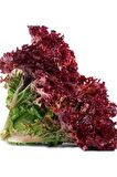 Doğal Salata Kırmızı Kıvırcık Marul 1000 Adet Tohum