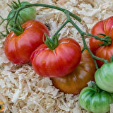 Red Calabash Etli Domates Tohumu (15 Tohum)