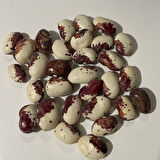 Doğal Geneleksel Sırık Cüce Fasulye Tohumu (10 Tohum)