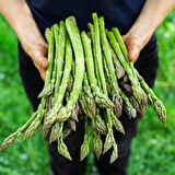 Doğal Geleneksel Asparagus Kuşkonmaz Tohumu (20 Tohum)
