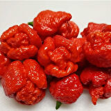Akrep Biber Trinidad Moruga Scorpion Tohumu Dünyanın En Acı 2. Biberi Tohumu (4 Tohum)