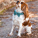 Desenli Erkek Papyonlu Köpek Tasması