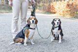 Beeztees DBL Köpek Gezdirme Kayışı, Velura, Yeşil, 120cm, 20mm