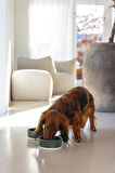 Beeztees DBL Köpek Mama Su Kabı, Seramik, Mat Yeşil, 13cm, 160ml