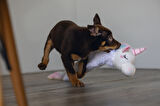 Beeztees Yavru Köpek Oyuncağı, Unicorn, Peluş, Beyaz, 74x14x15cm