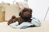Beeztees Yavru Köpek Oyuncağı, Dragon, Peluş, Gri, 70x16x10cm