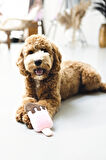 Beeztees Köpek Oyuncağı, Dondurma, Peluş, Pembe, 19x8x5cm