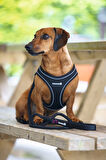 Beeztees Köpek Göğüs Tasması, Neopren, Siyah, XS, 30-35cm