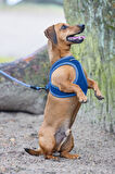 Beeztees Köpek Göğüs Tasması, Neopren, Mavi, S, 38-44cm