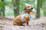 Beeztees Köpek Göğüs Tasması, Neopren, Gri, XS, 30-35cm