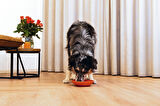 Beeztees Yavru Köpek Mama Yeme Oyuncağı, Silikon, Kırmızı, 19cm