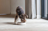 Beeztees DBL Köpek Yavaş Besleme Mama Kabı, Bambu, Bej, 17cm, 800ml