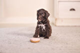 Beeztees Köpek Oyuncağı, Sesli, Donut, Lateks, Çeşitli Renklerde, 7x7x3cm