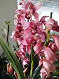Cymbidium Orchid  pembe orkide