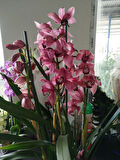 Cymbidium Orchid  pembe orkide