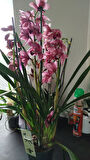 Cymbidium Orchid  pembe orkide