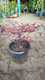 CENNET BAMBUSU (Nandina Domestica)