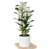 Canlı Beyaz Dendrobium Bambu Orkide Çiçeği