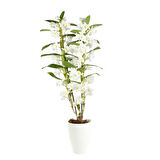 Canlı Beyaz Dendrobium Bambu Orkide Çiçeği