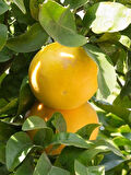 Greyfurt Fidanı 120 cm(Citrus paradisi)
