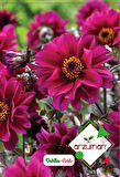 Dahlia ( Paketteki Tohum Sayısı 30 )