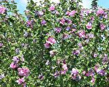 Saksılı Pembe-mor Çiçekli Ağaç Hatmi Ağacı-(1m)