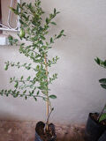 Finger Lime ( Özel Aşı Saksılı  Bodur Avustralya Parmak Limonu)