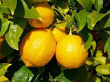 3 Yaşlı Yediveren Limon Fidanı(SAKSILI ÜZERİ MEYVELİ)