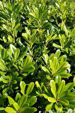YIDIZ CALISI (Pittosporum 20-25 Cm (5adet)
