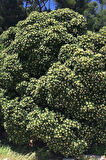 YIDIZ CALISI (Pittosporum 20-25 Cm (5adet)