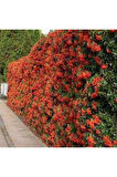 Pyracantha coccinea Nana Ateş Dikeni Fidanı 50-60 Cm