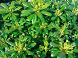Bodur yıldız  çalısı (Pittosporum 20-25 Cm 10 adet)