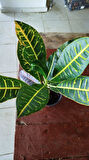 Kroton Bitkisi - Large (Kraton - Croton Petra)