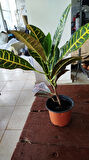 Kroton Bitkisi - Large (Kraton - Croton Petra)