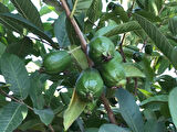 3 Yaşında Tüplü Fidan Guava Fidanı