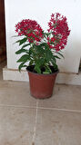 Beşiz Çiçeği (Pentas)