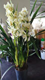 cymbidium orkide sarı renkli
