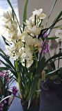 cymbidium orkide sarı renkli