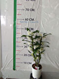 Dendrobium nobile Orkide