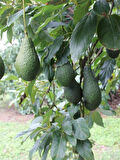 Avokado Fidanı PİNKERTON, 50-60 cm, Tüplü