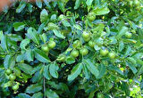 Black Sapote Çikolata Meyvesi, 20-40 Cm, Tüplü