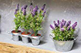 2 Adet Saksılı Tıbbi Lavanta - Lavandula Angustifolia Sevtopolis