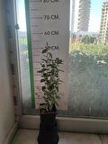 Yaban Mersini Fidanı Vaccinium corymbosum Elliott, +3 Yaş, 40-60 cm, Saksıda