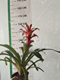 Guzmania Ostara, Guzmanya- Kırmızı Yıldız -  Guzmania Lingulata