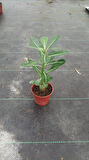 Adenium Obesum ( Desert Rose, Çöl Gülü ) 20 cm