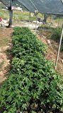 Papaya Meyvesi Fidanı