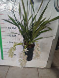 Beyaz sarkan çiçekli cybidium orkide