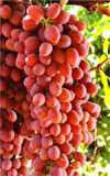 Tüplü Fidan Crimson Seedles Üzüm Fidanı