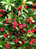 Kocayemiş Dağ Çileği Fidanı Arbutus unedo, 20-40 cm, Saksıda