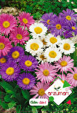 Aster(paketteki Tohum Sayısı 50 Adet)